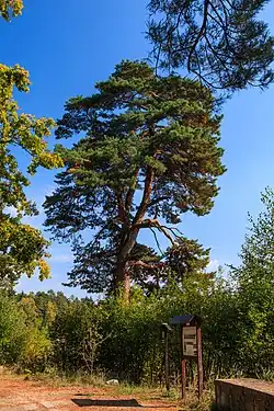 Památná borovice u rybníka Držník 01.jpg
