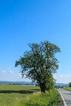 Památná hrušeň u Dobrušky