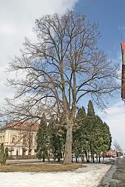 Památná lípa malolistá na Kupkově náměstí před kostelem v Opočně