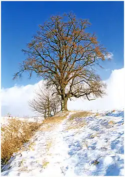 Památná lípa nad Libání