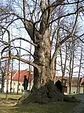 Památná lípa před kostelem Svatého Ducha je přes 650 roků stará