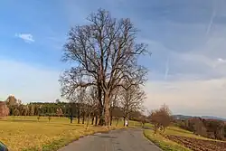 Památná lípa u Žamberka