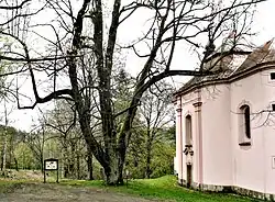 Lípa u kostela svatého Václava v Úterý