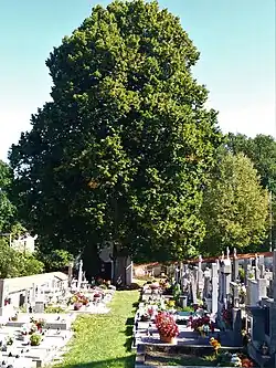 Nezdická lípa v září 2019