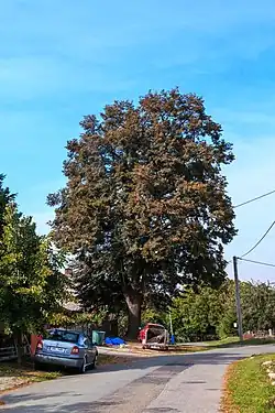 památná lípa v Trávníku na podzim 2018