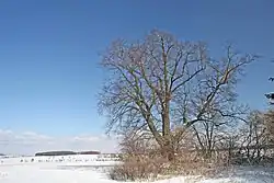 Památná lípa na návrší Višalky