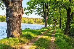 Památné duby na hrázi rybníka Pařezný