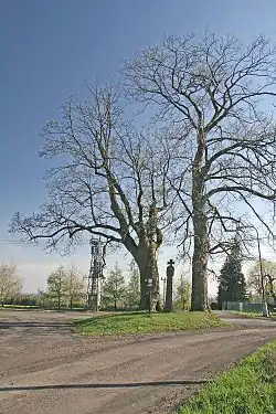 Památné javory v Boháňce