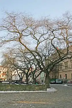 Památné jerliny japonské na Wernerově nábřeží