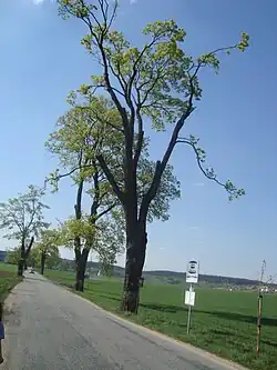 Javorové stromořadí u Veverských Knínic