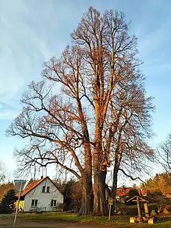 Památné stromoví, Zavlekovské lípy