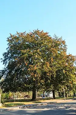 Památný buk v Mimoni