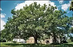 Dub na návsi v obci Branišov.