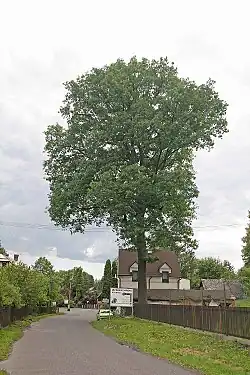 Dub v Jetřichovicích