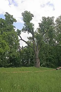 Památný dub v zámeckém parku Dobřenice