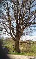 Památný dub naproti kostelu