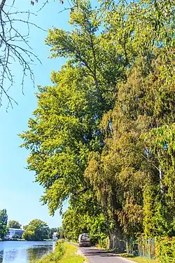 Památný topol černý u Nymburka.jpg