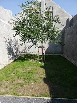 Pohled do vnitřního nezakrytého prostoru Památníku tří odbojů s moruší, oblíbeným stromem Josefa Mašína, symbolem naděje budoucích životů