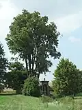 Poslední lípa malolistá a kaple u pramene sv. Vojtěcha