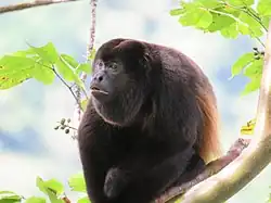 Vřešťan pláštíkový je jednou z mnoha ploskonosých opic