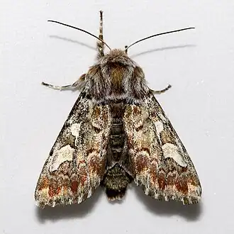 alternativní popis obrázku chybí