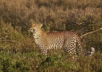 Levhart skvrnitý je klasickým majitelem srsti s rozetami.