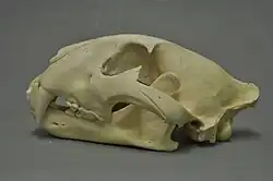 Lebka tygra jávského na modrém pozadí.