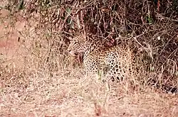 Levhart ležící v podrostu je špatně viditelný, neboť jeho srst má maskovací efekt.