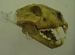 Fosilní lebka lva jeskynního (Panthera leo spelea) – Museo di Storia Naturale di Verona (Přírodovědné muzeum ve Veroně)