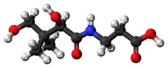 Model kyseliny (R)-pantothenové