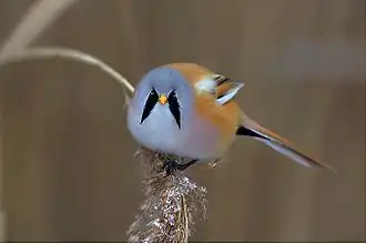 alternativní popis obrázku chybí