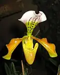 Paphiopedilum gratrixianum, Cypripedioideae