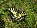 Papilio machaon