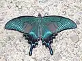Papilio maackii