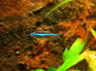 alternativní popis obrázku chybí