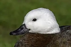 Fotografie hlavy samice