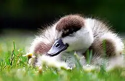 Fotografie mláděte. Káče sedí na trávě, má jemné hnědo-bílé peří