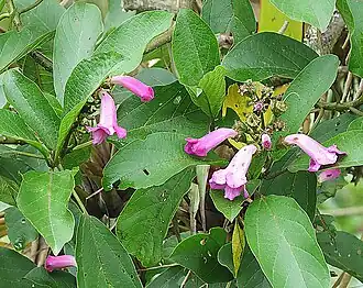 alternativní popis obrázku chybí