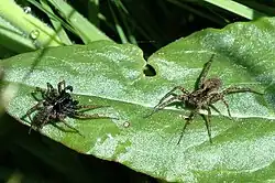 Samec (vlevo) a samice