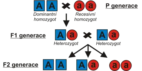 Homozygoti a heterozygot v prvním Mendelově zákoně