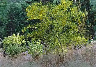 alternativní popis obrázku chybí