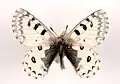 Parnassius epaphus