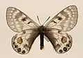 Parnassius stoliczkanus atkinsonii