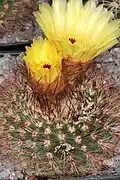 Notocactus tabularis. Subgenus Notocactus