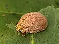 Mandelinka Paropsis atomaria na listech eukalyptu