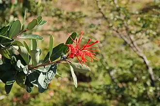 kalokeř Embothrium coccineum