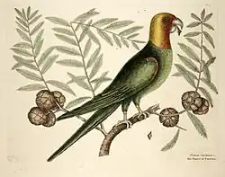 Papoušek karolinský orientovaný nalevo mezi větvemi