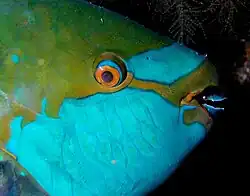 Close up of a parrotfish