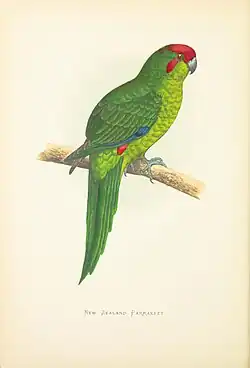 William Thomas Greene (?) (1884)