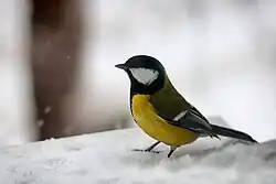 alternativní popis obrázku chybí